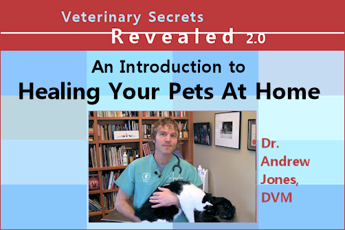 Healing Pets Video